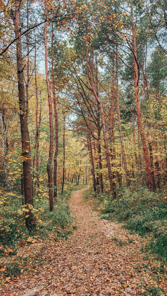 Tricity forest in Autumn colours